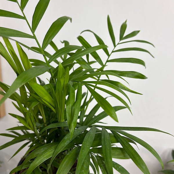 Chamaedorea Elegans Parlour Palm 120mm