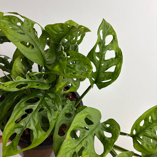 Monstera Adansonii Monkey Mask 190mm