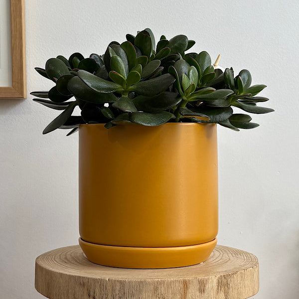 Crassula Ovata Succulent in Medium Oslo Pot Tobacco