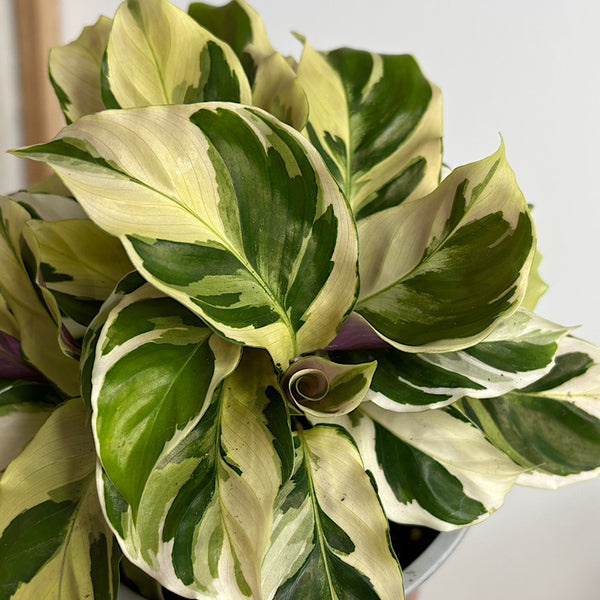 Calathea Thai Beauty 130mm