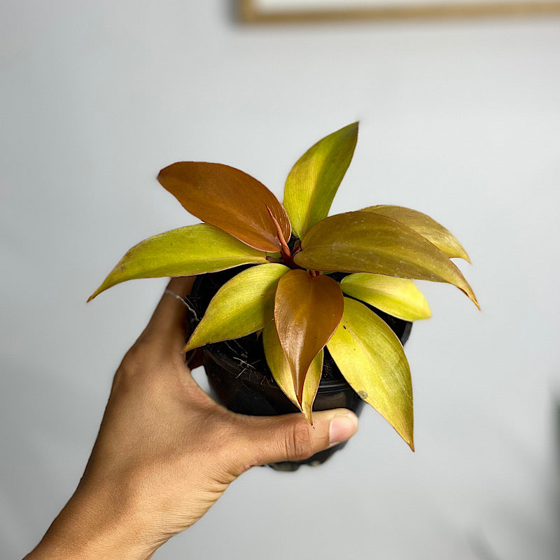 Philodendron Prince of Orange 100mm