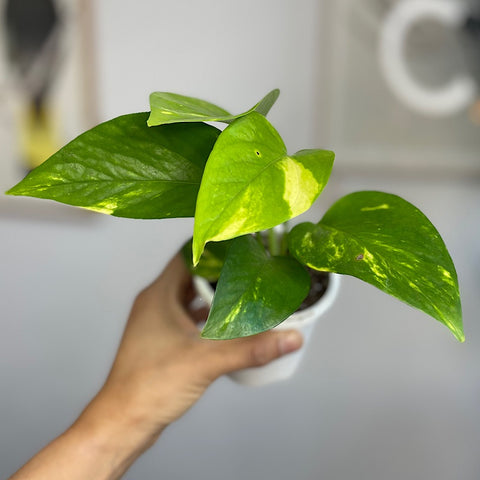 Epipremnum Aureum Devils Ivy 90mm