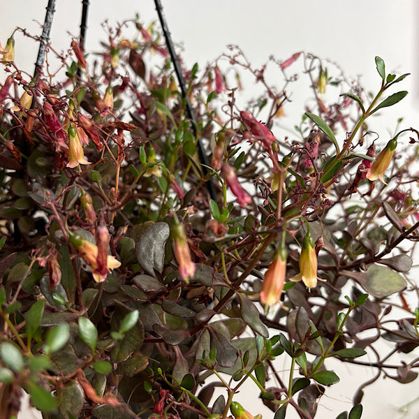 Kalanchoe Freedom Bells 155mm Hanging