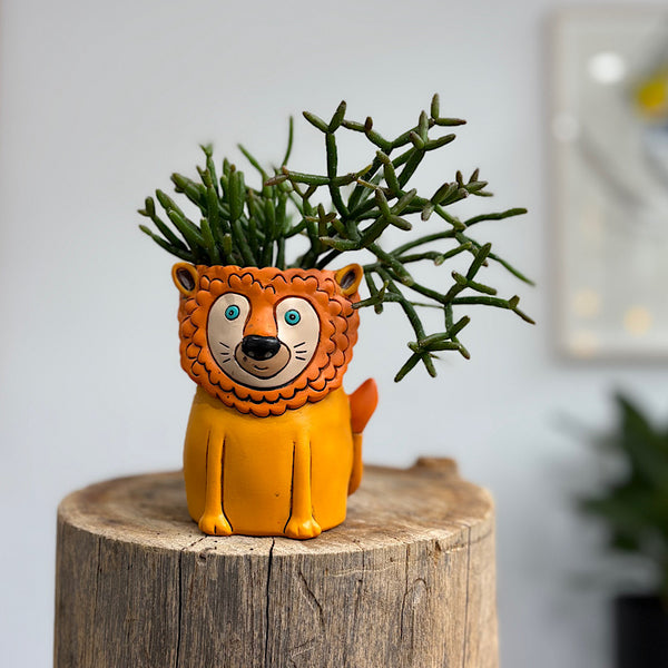 Rhipsalis in Baby Baby Lion Planter