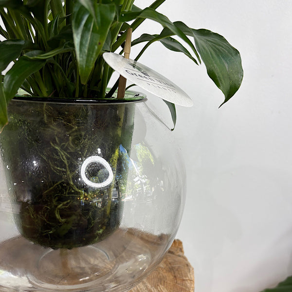 Peace Lily in Large Glass Self Watering Orb Pot