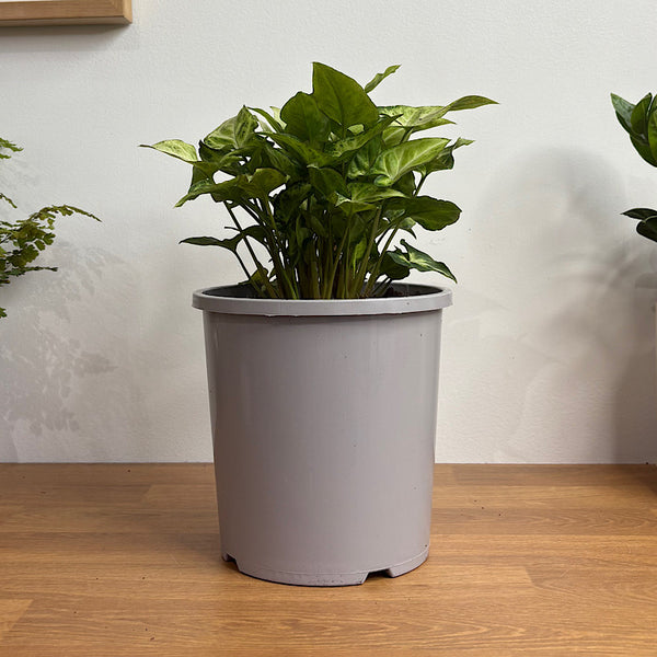 Syngonium White Butterfly 170mm