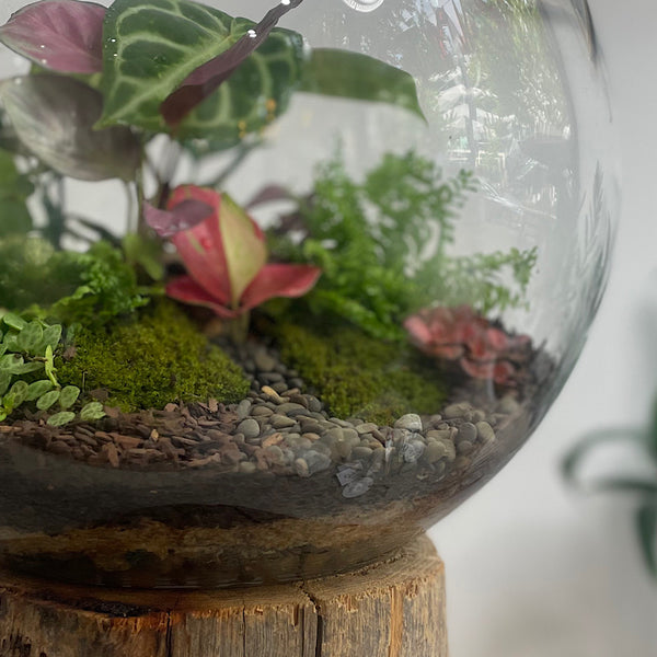 Lush Forest Terrarium Bowl #1312