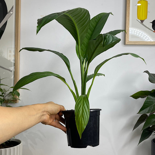 Spathiphyllum Sensation Peace Lily 130mm