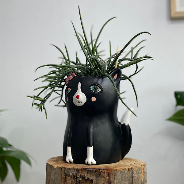 Rhipsalis in Black Pretty Kitty Pot