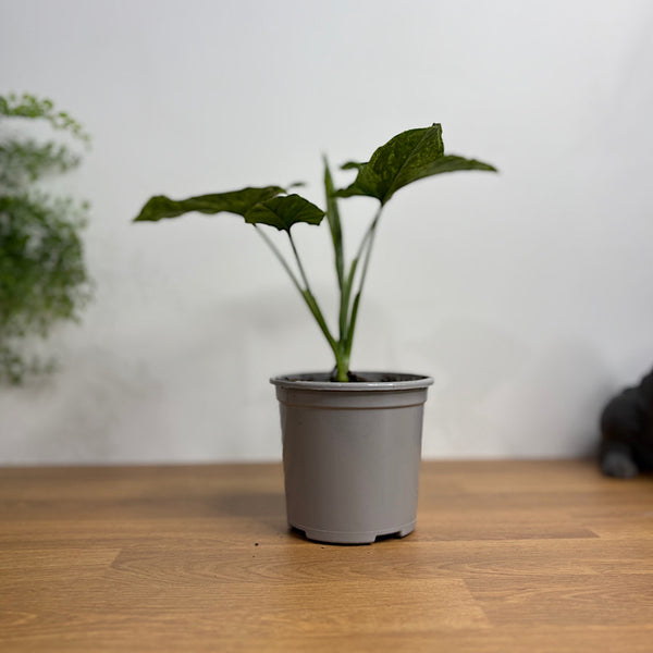 Syngonium Mojito 105mm