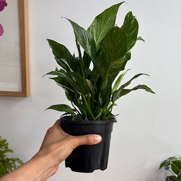 Spathiphyllum Peace Lily Domino 120mm