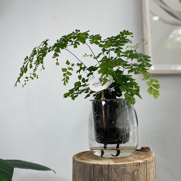 Maidenhair Fern in Large Self Watering Glass Pot