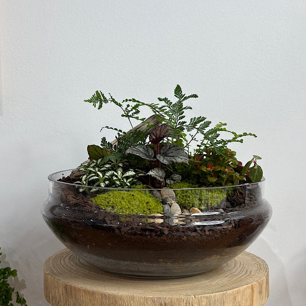 Large Luka Teardrop Dome Lush Terrarium #2509