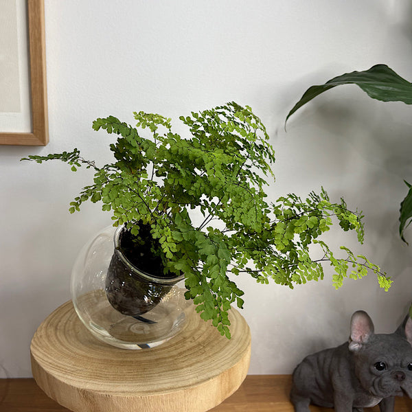 Maidenhair Fern in Tilted Self Watering Glass Pot