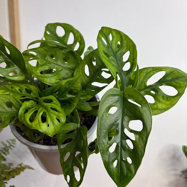 Monstera Monkey Mask 170mm