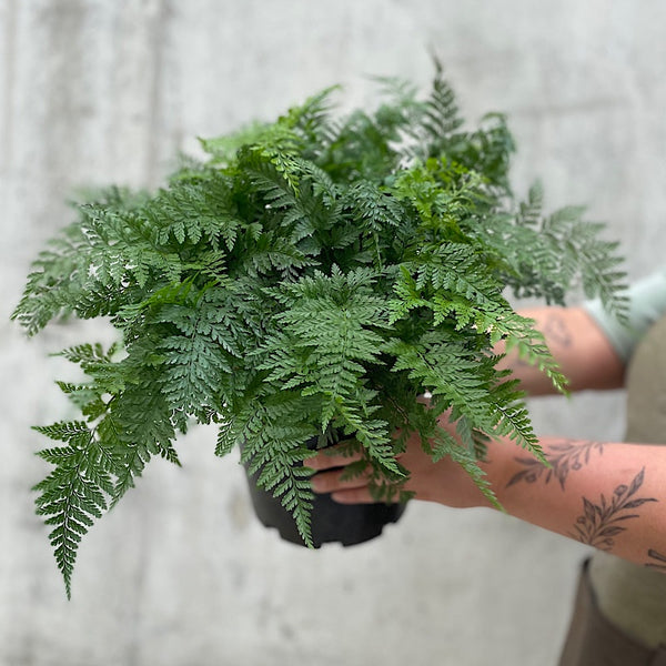 Humata Tyermanii White Rabbit Foot Fern 200mm