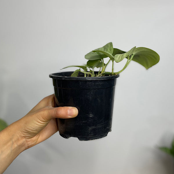 Scindapsus Silver Hero 130mm