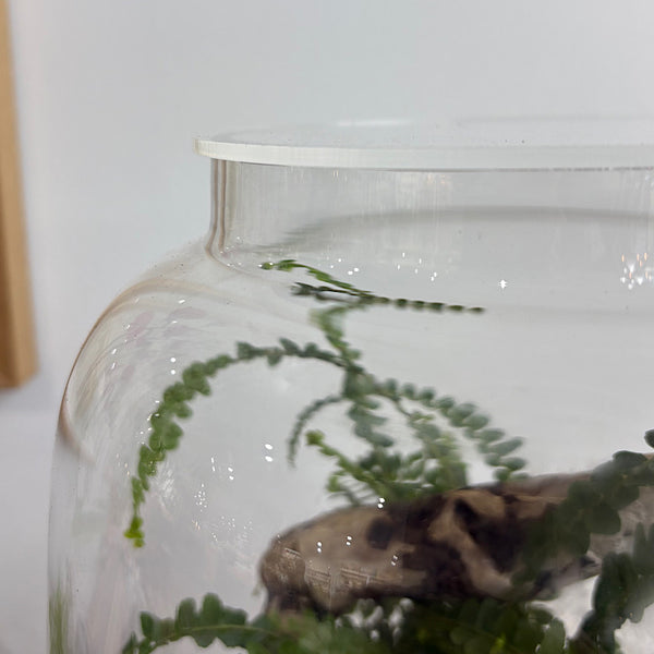 X-Large Globe Terrarium with Lush Forest #0409