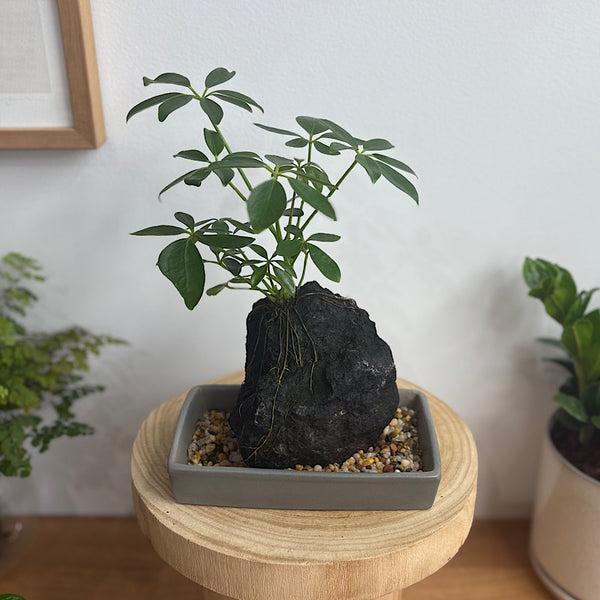 Schefflera Life on the Rocks in Charcoal Pot