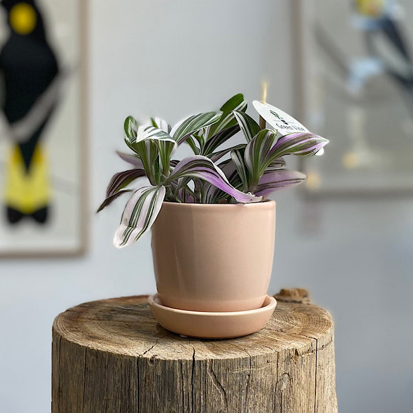 Tradescantia in Mini Tulip Pot Blush