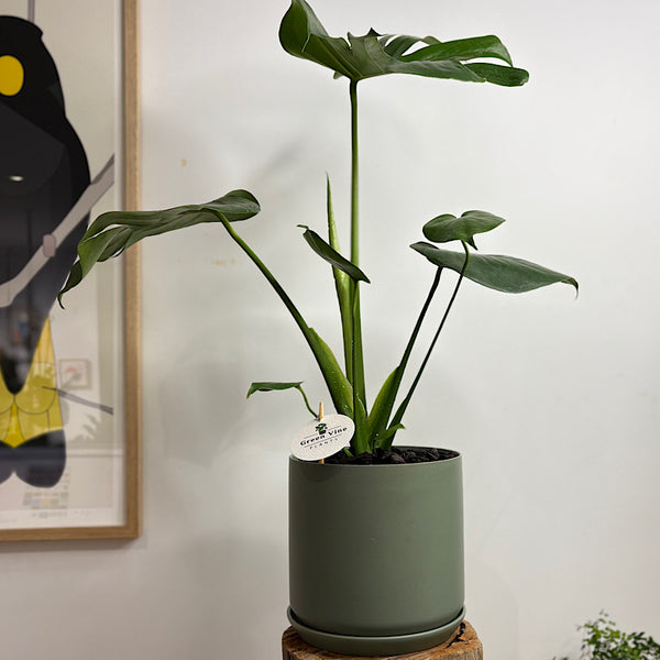 Monstera Deliciosa 'Tauerii' in Large Oslo Pot Eucalyptus