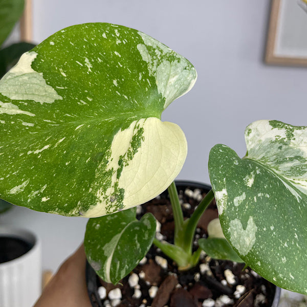 Monstera Thai Constellation Variegated 120mm