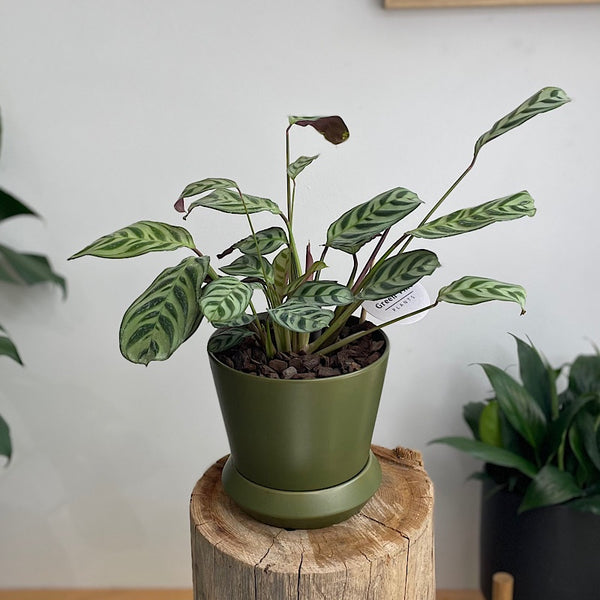 Ctenanthe Burle Marxii in Small Hamburg Pot Avocado