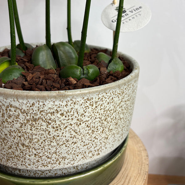 Magic Bean Forest in Large Wide Pollock Pot Limestone