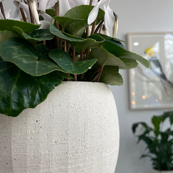 Cyclamen White in Alena Pot White