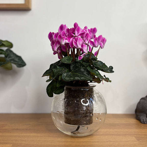 Cyclamen Allure Flame Purple in Medium Self Watering Glass Pot