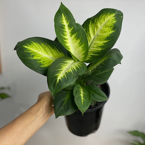 Dieffenbachia Tropic Marianne 180mm