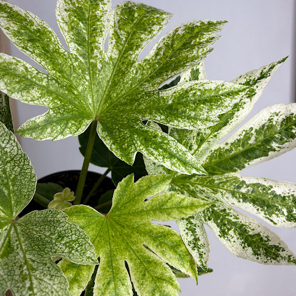 Fatsia Japonica Spider's Web 140mm