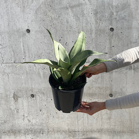 Sansevieria Trifasciata Moonshine Snake Plant 200mm