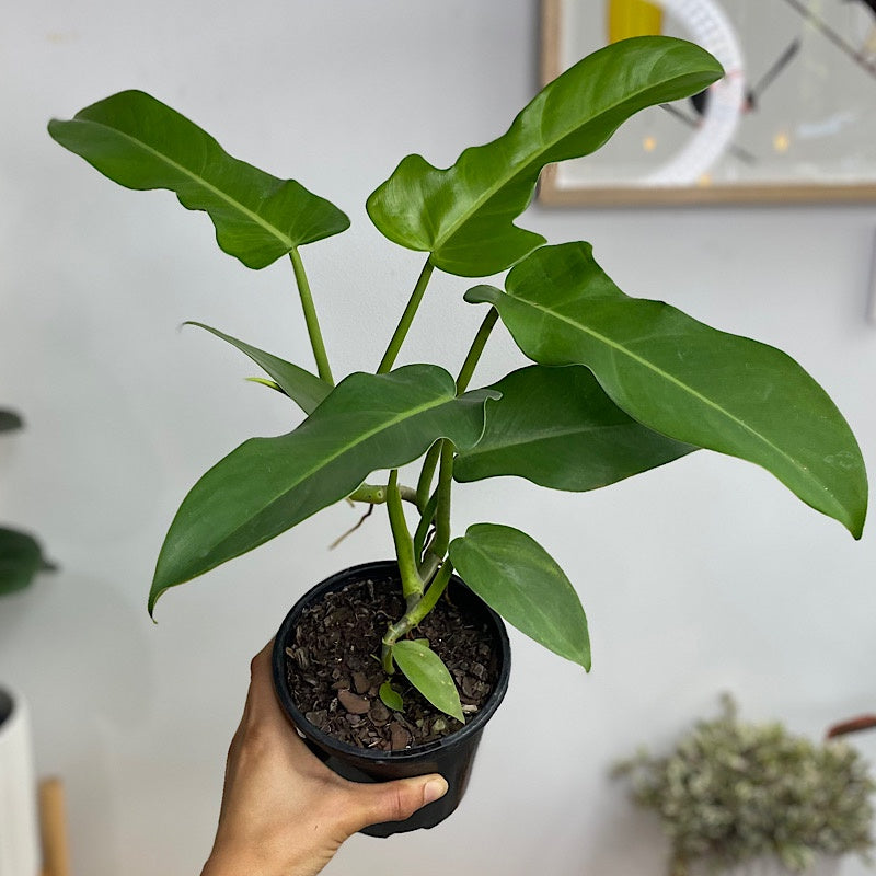 Philodendron Jerry Horne 130mm