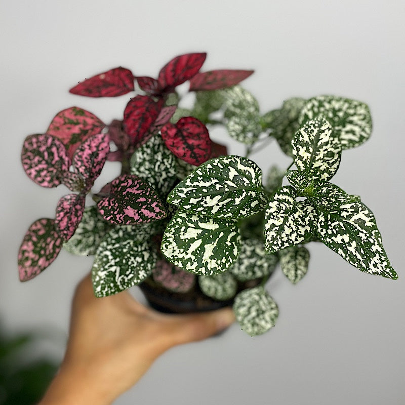 Hypoestes Phyllostachya Triple Splash 130mm