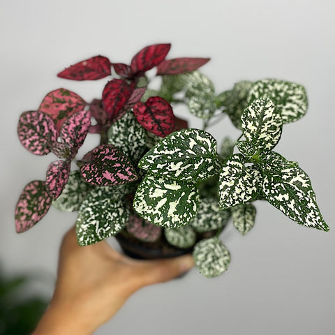 Hypoestes Phyllostachya Triple Splash 130mm