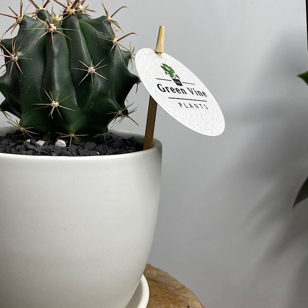 Ferocatus Herrerae in Small Tulip Pot White