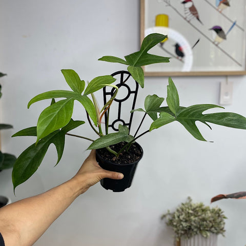 Philodendron Florida Ghost Mint 130mm