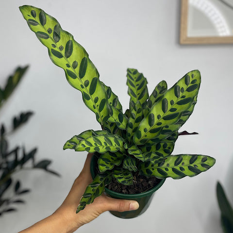 Calathea Insignis Rattlesnake Plant 130mm