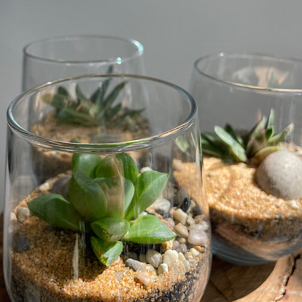 Small Open Haworthia Terrarium