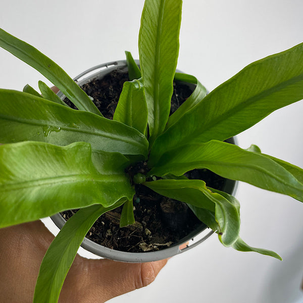 Asplenium Australascium Birds Nest Fern 105mm