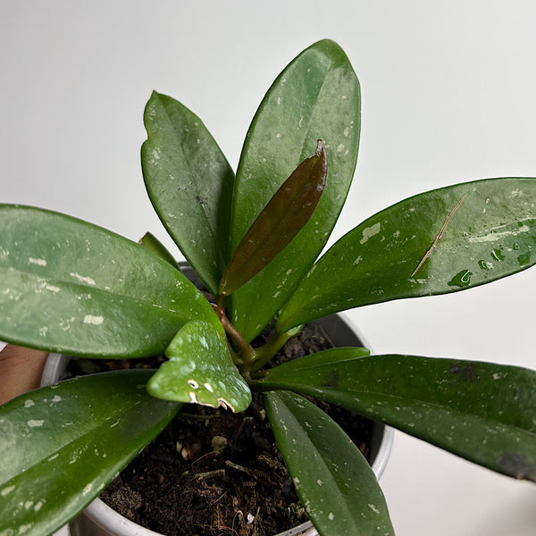 Hoya Pubicalyx 105mm