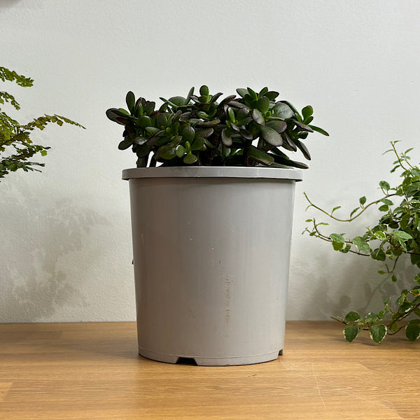 Crassula Ovata Minima Jade Plant 170mm