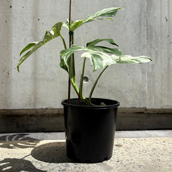 Monstera Borsigiana Albo Variegated Monstera 200mm