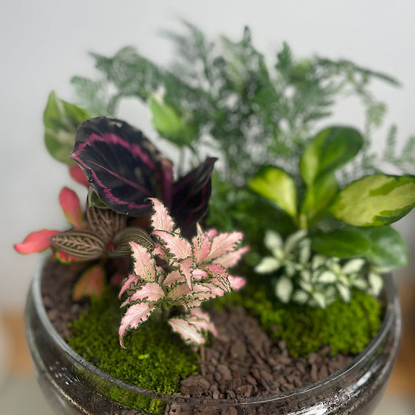 Large Teardrop Dome Terrarium #0424