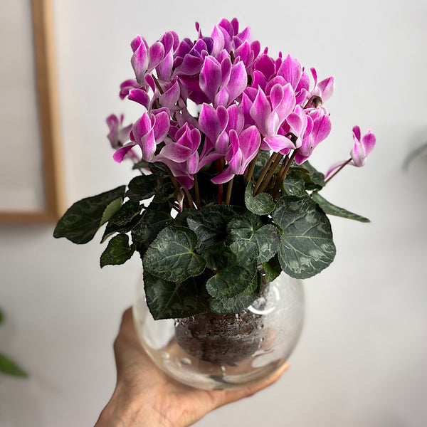 Floral Blooms Local Gift Box - Same Day Local Delivery for Canberra