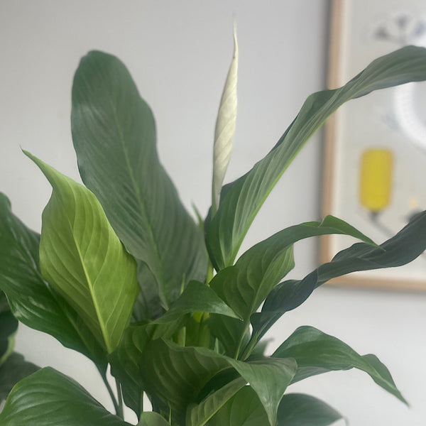 Peace Lily in Orsola Pot White Speckle