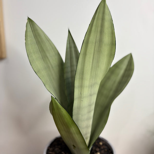 Sansevieria Trifasciata Moonshine Snake Plant 180mm
