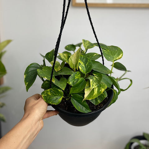 Epipremnum Aureum Devils Ivy Pothos 180mm Hanging