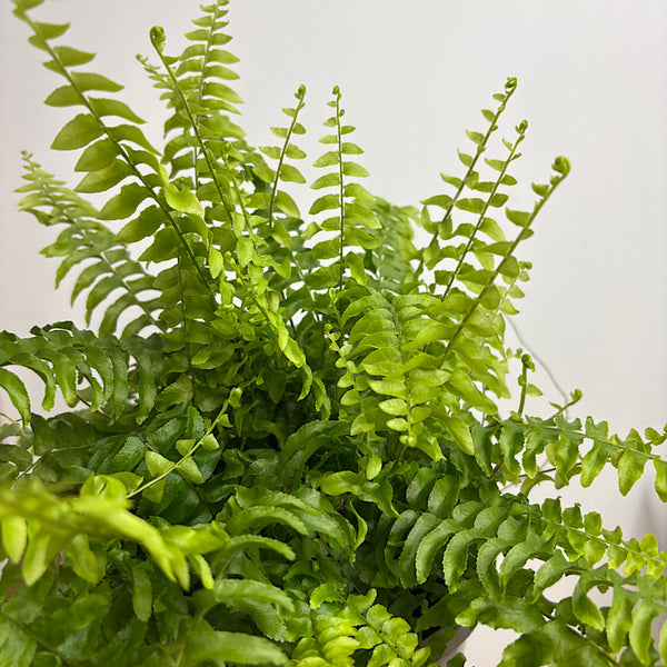 Nephrolepis Exaltata Boston Fern 170mm